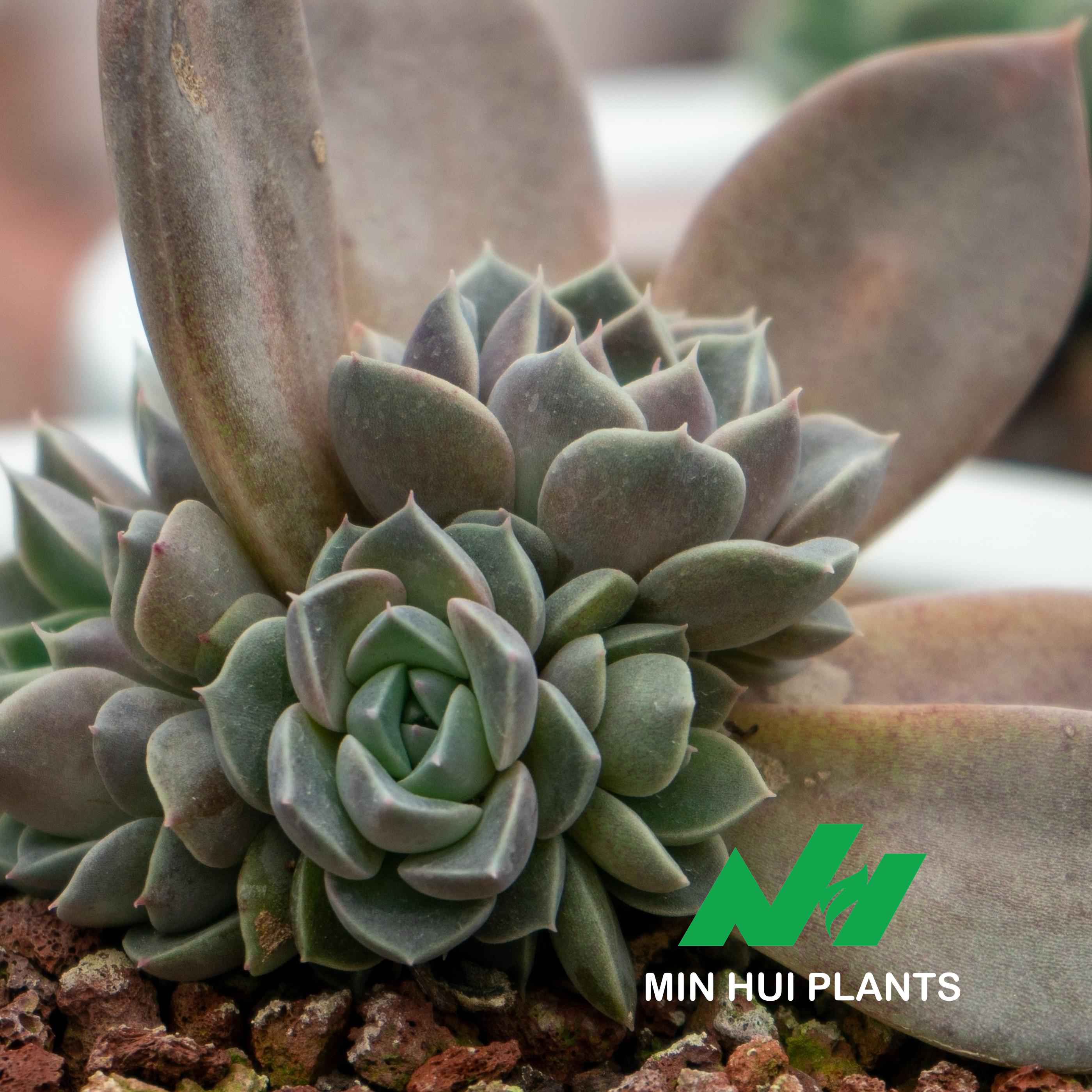 MinHui Plants-Moonscale Brood thumbnail 2